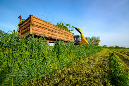 Silage process for stocking feed animals. Tractor with mounted agricultural machine, dragging forage harvester for silage, is depositing fresh harvested green crop in trailer behind.の写真素材