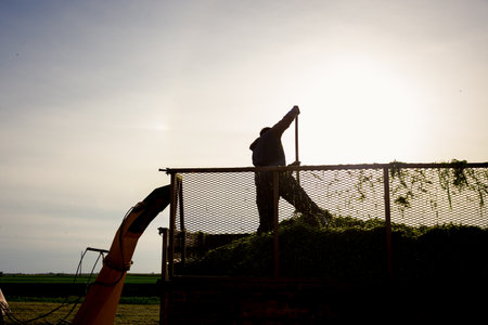 Backlight on farmer using pitchfork to prepare freshly harvested crop for silage, level pile in trailer for transport home.の写真素材