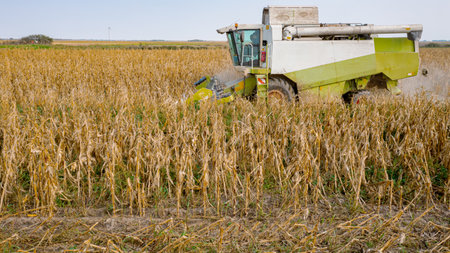 Above view, over agricultural harvester as cutting and harvesting mature undeveloped corn on farm...