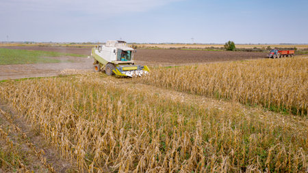 Above view, over agricultural harvester as cutting and harvesting mature undeveloped corn on farm...
