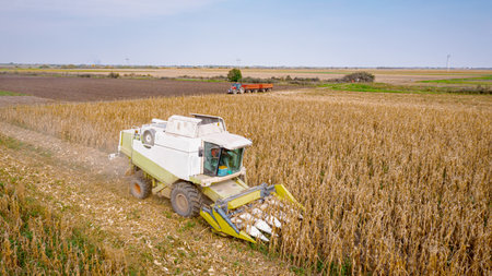 Above view, over agricultural harvester as cutting and harvesting mature undeveloped corn on farm...