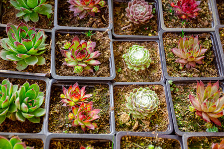 Decoration made with roof plants, several types, multicolored Houseleek, Sempervivum, Succulent plant are potted in few flowerpots, lined as pattern in creative horticulture natural background.の写真素材