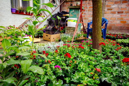 Pelargonium flowers (zonal geranium) as blooming is placed, arranged in florist yard, placed in...