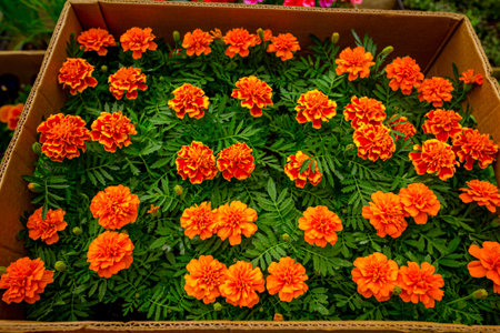 Calendula officinalis, Mary's gold, common marigold, the pot marigold, Scotch marigold, or ruddles, as blooming is placed in cardboard box, arranged in florist yard, planted in flowerpots.の写真素材