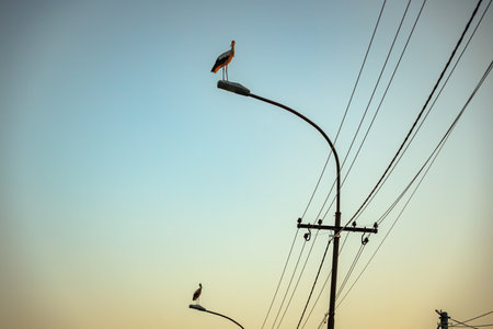 View of beautiful silhouette of stork as standing on traffic street lamp in the evening time.