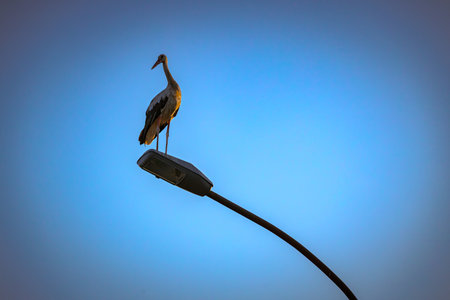 View of beautiful silhouette of stork as standing on traffic street lamp in the evening time.の写真素材