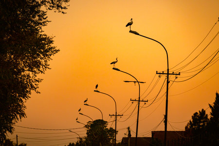 Several storks are standing in a row on traffic street lamps in the evening time, sunset.