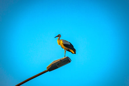 View of silhouette of stork as standing on street lamp in the evening time.の写真素材