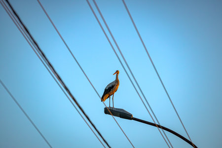 View of beautiful silhouette of stork as standing on traffic street lamp in the evening time.の写真素材
