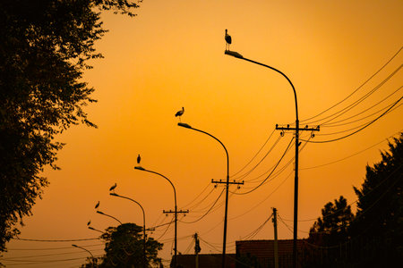 Several storks are standing in a row on traffic street lamps in the evening time, sunset.の写真素材