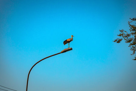 View of beautiful silhouette of stork as standing on traffic street lamp in the evening time.の写真素材