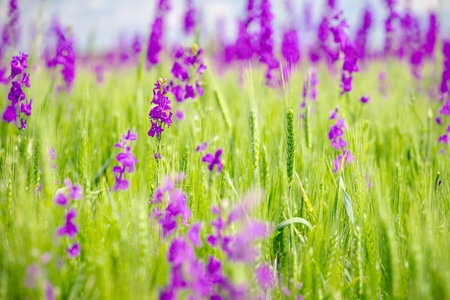 Beautiful blooming purple wildflowers named Consolida hispanica, orientalis, Oriental Larkspur, Eastern Larkspur growing in field with young green cereal, ears, spikelet of wheat.の写真素材