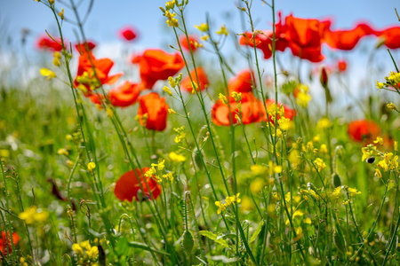 Red poppies in full blossom grow on the field, wildflowers blooming, poppy flowers, meadow.の写真素材