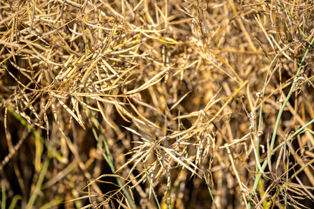 Pods of mature, ripe rapeseed canola, or colza plant ready for harvest on farm field.