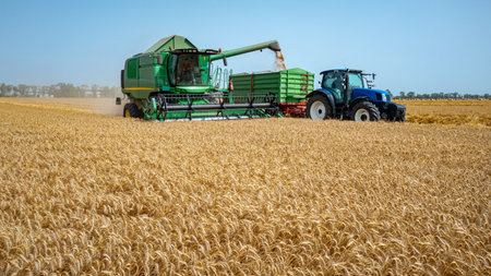 Above view on harvester, combine as harvest mature wheat and unloading in motion. Tractor with two...