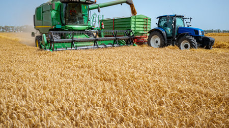 Above view on harvester, combine as harvest mature wheat and unloading in motion. Tractor with two...