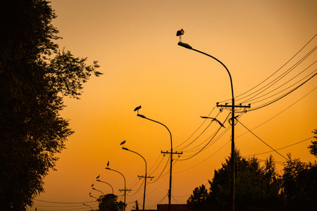 Several storks are standing in a row on traffic street lamps in the evening time, sunset.の写真素材