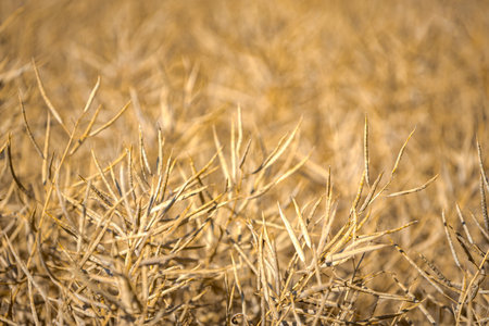 Pods of mature, ripe rapeseed canola, or colza plant ready for harvest to be used as green energy in oil industry on farm field.の写真素材