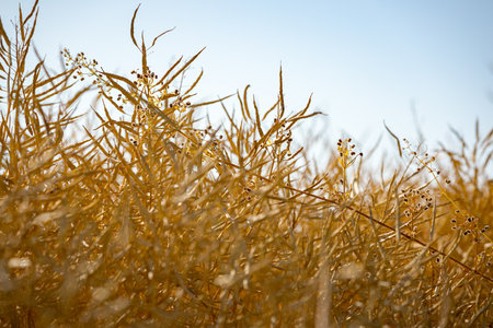 Pods of mature, ripe rapeseed canola, or colza plant ready for harvest to be used as green energy in oil industry on farm field.の写真素材