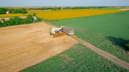 Above view agricultural harvester, combine until unloading harvested wheat, transshipment in to the...
