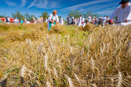 Low angle view over wheat ears on farmer as reaping mature grain manually with a scythe in the traditional rural way.の写真素材