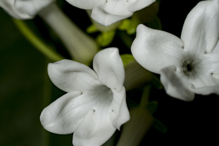 A few white flowers stephanotis collected Visti. In the center of the flower are thin villi, in the background - buds. Background-dark green of shiny leaves. Selective focus.の写真素材