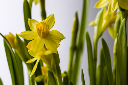 The first spring flowers are daffodils. Several flowers with stems and leaves on a white background. On one flower are clearly visible stamens and pistil.の写真素材