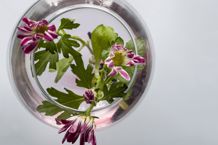 Small transparent round vase with several chrysanthemum flowers. The view from the top. Copy space.の写真素材
