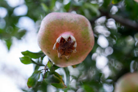 A pomegranate tree with a single pomegranate. Bottom view of the crown of the fetus. Selective...