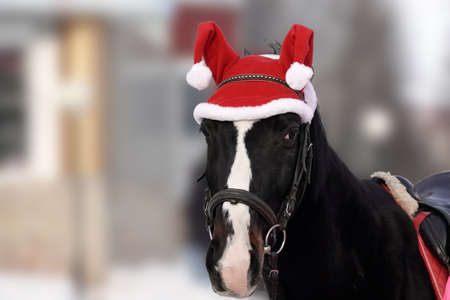 A cut-off image of a horse in a fancy Christmas hat with POM-poms. There is a blurry image of the city square in the background. Selective focus. Copy space.の写真素材