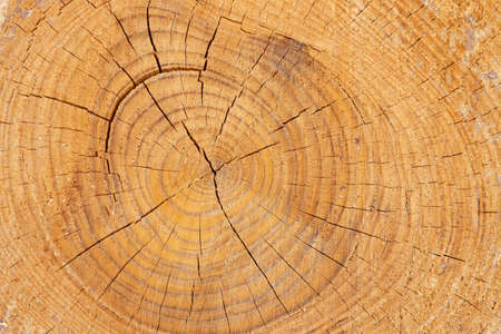 A thick tree trunk in a section with annual rings, cracks and resin drips. Texture.