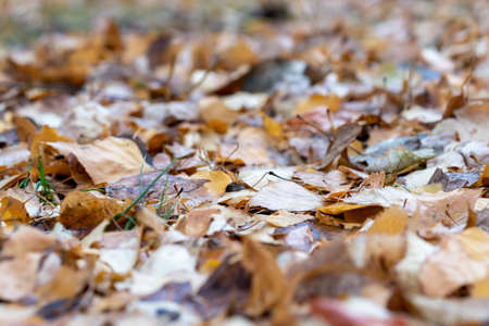 The fallen leaves are a solid carpet on the ground. Macro.