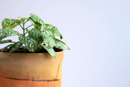 Hypoestes in a yellow ceramic pot on a white background. Side view. Selective focus.の写真素材