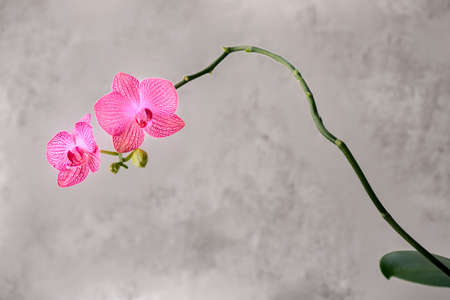 A curved branch of a pink orchid with buds on a gray background. Copy space.の写真素材