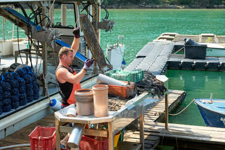 Croatia, Lima Canal, August 26, 2019: oyster farm. A farm worker prepares the oysters for sorting. Selective focus.のeditorial素材