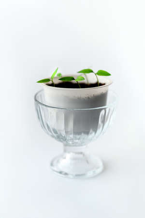 Plastic container with pepper seedlings in a glass bowl on a leg on a white background. Copy space....
