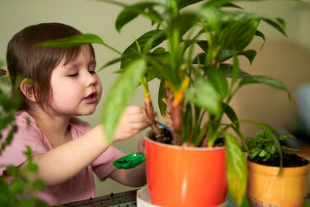 A little girl enthusiastically takes care of indoor plants. Selective focus.の写真素材
