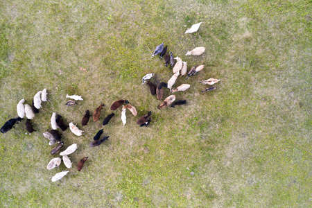 A mixed herd of sheep and goats on a pasture. Shooting from a drone.の写真素材