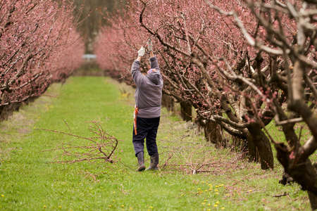 Seasonal spring work in the peach orchard. An elderly woman gardener cuts off the branches of a...