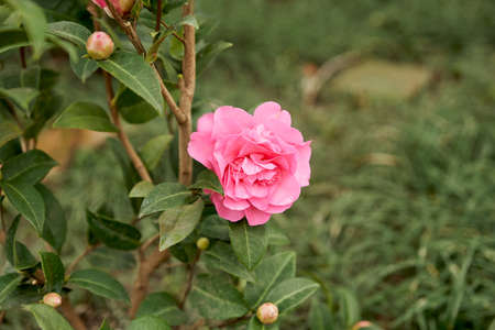 Bush of semi-double pink Japanese camellia in the open ground. Selective focus.の写真素材