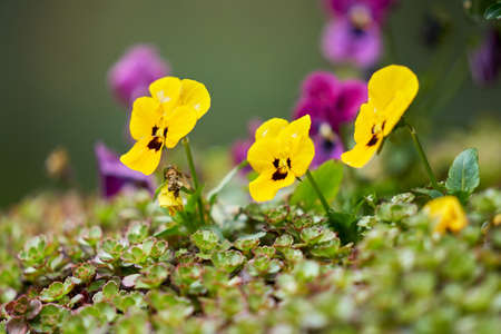 Flowerbed with violets tricolor. In the foreground, the flowers are yellow, followed by pink flowers. Selective focus.の写真素材