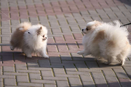 A joyful meeting of two furry spitz on a walk. Copy space.の写真素材