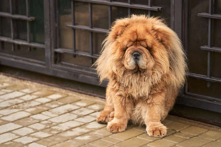 A red-haired dog with a luxurious lion's mane and a frowning expression sits on the path at the door of the house. Copy space.の写真素材