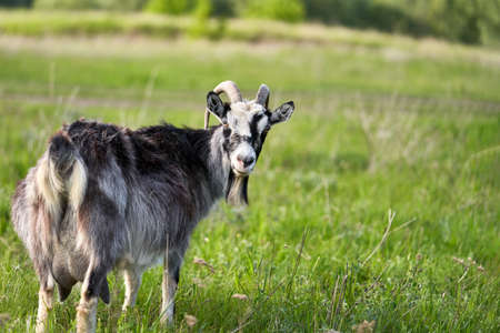 A dairy goat with a full udder in the grass in the pasture. Selective focus.