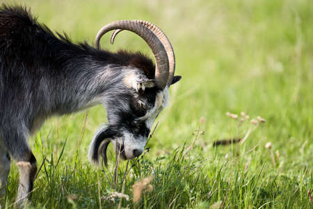 Portrait of a goat chewing grass in a meadow. Selective focus. Copy space.
