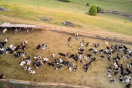 Aerial view of a summer cattle pen with a large herd of cows. Shooting from a drone.の写真素材