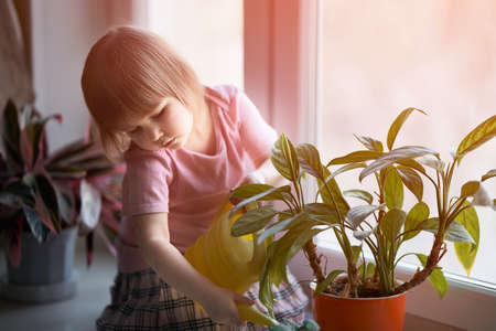 A little girl waters indoor flowers from a watering can. Selective focus.の写真素材