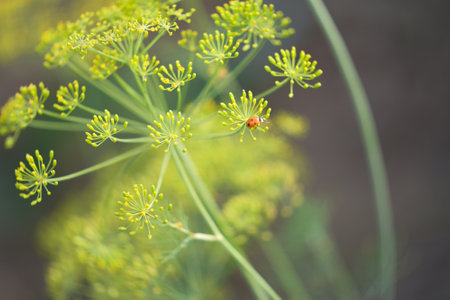 Dill umbrella with ladybug. Selective focus.の写真素材