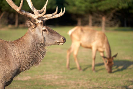 Portrait of a male deer in profile. There is a blurry image of a doe in the background. Selective focus.の写真素材