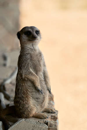 The gopher stands on its hind legs in full growth. Close-up.の写真素材